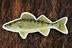 Die Cut UV Printed Texture Build Fish & Animal Patches - Image 44