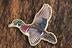 Die Cut UV Printed Texture Build Fish & Animal Patches - Image 49
